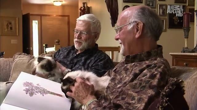 Бирманская кошка 101Kote.ru Birman 101Cats смотреть онлайн