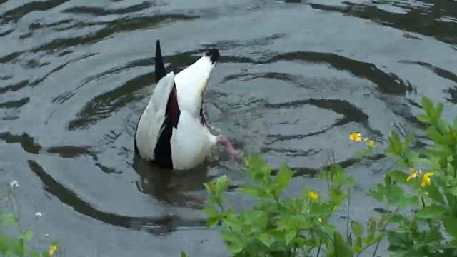 КРАСИВЫЕ УТКИ В КИЕВСКОМ ЗООПАРКЕ! смотреть онлайн
