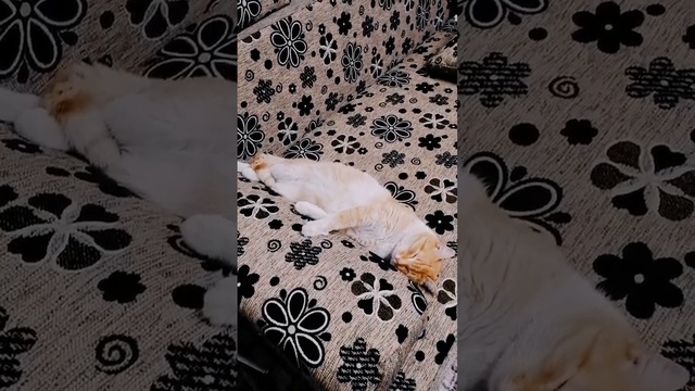 Рыжий котик спит ?