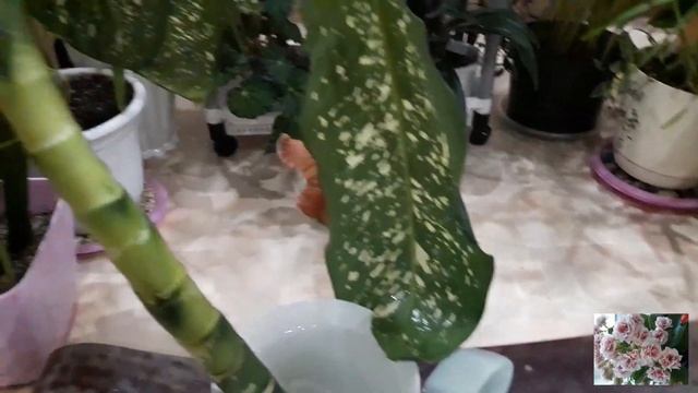 Комнатные цветы.Выброшенная диффенбахия. смотреть онлайн