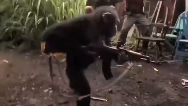 Обезьяна и калашников! смотреть онлайн