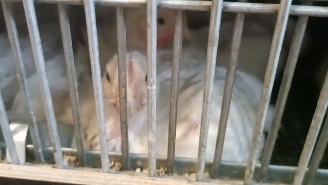 Пересадили бройлеров на кухню, перепёлочки на балконе несутся, Черепах ожил😃
