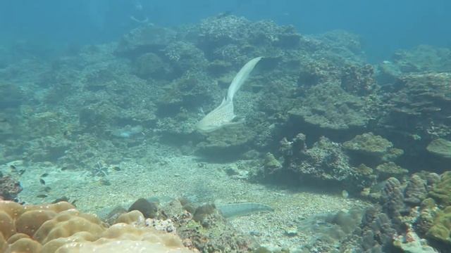 Зебровые (леопардовые) акулы смотреть онлайн