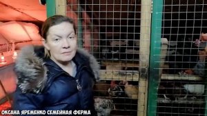 ЯЙЦО круглый год / Самые неприхотливые несушки / Продажа цыплят/ Заработок в деревне?