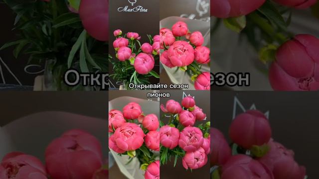 Пионы Раменское цветы