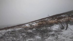 Удачная охота на белую куропатку. Пенжина. Hunting for Willow Grouse with homemade cartridges.