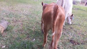 А где пасутся коровы?