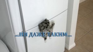 Ремонт холодильников на дому  дешево