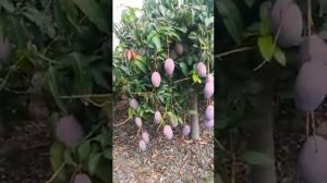 Шикарный урожай манго в этом году,на даче!!!?