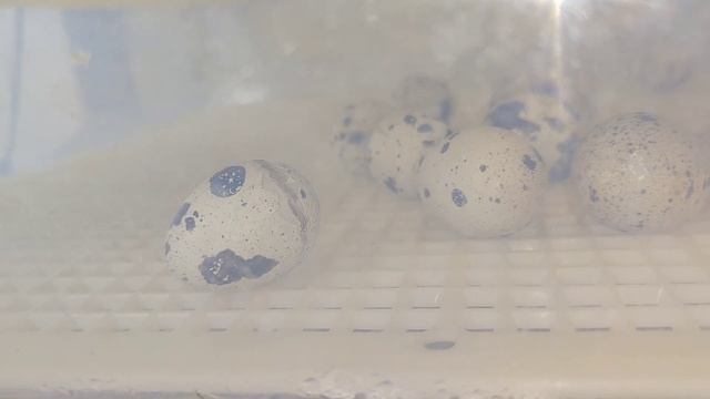 Вылупляются перепёлки/ Новая жизнь смотреть онлайн