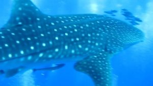 Whale Shark, Китовая Акула