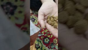 Цвергпинчер пробуем новый корм