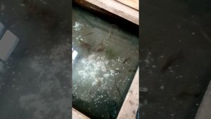 Чем кормить малька форели зимой самый дешёвый вариант.