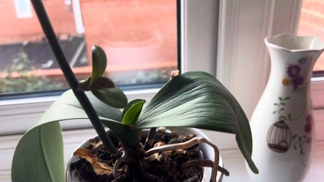 Интересная орхидея, и у меня вопрос! смотреть онлайн