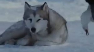 Enigma Era Gregorian   Moment Of Peace #Enigma #Era #Gregorian #релакс