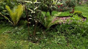 Опора для клематиса (княжика). Тимьян (Чабрец) в саду.  Бересклет японский. Розы. Сад