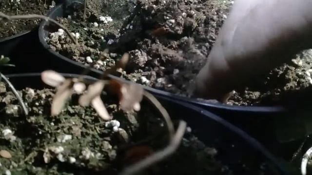 Клюква из семян, появились первые всходы. смотреть онлайн