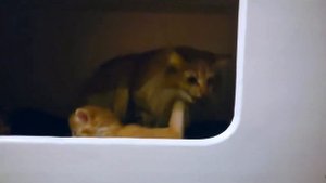 Настоящий актёр