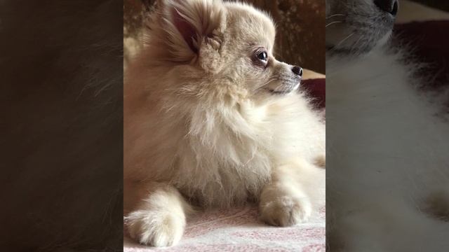 Хочу вина! Боня.?  Pomeranian. Funny animals. Dear Bonya.  Померанский шпиц. Забавные животные.