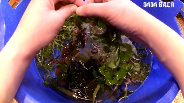 Приобрел растения! Посадка аквариумных растений!  Как сажать аквариумные растения в грунт! смотреть онлайн
