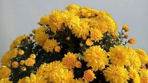 Каскадная хризантема