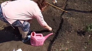 Как посадить Лаватеру семенами в открытый грунт |Богиня Солнца|Однолетнее растение|