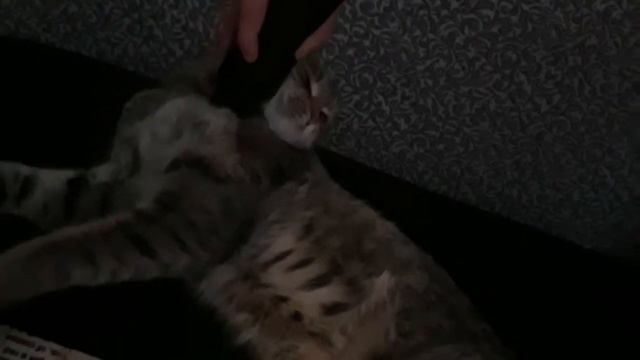 Пылесос как средство от блох смотреть онлайн