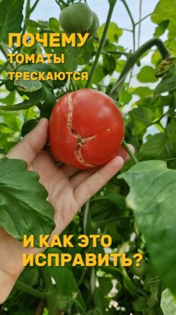 ТОМАТЫ ТРЕСКАЮТСЯ! ЧТО ДЕЛАТЬ?