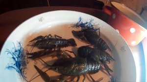 Как Быстро и Вкусно приготовить Раков.