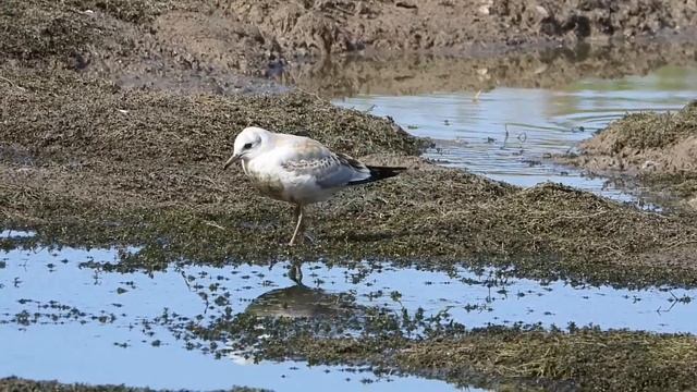 Чайка Озерная. Молодые чайки в поисках рыбки) 8.08.2020 смотреть онлайн
