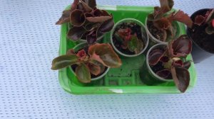 Бегония вечноцветущая. Выращивание.