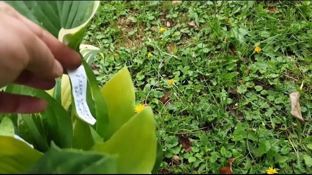 Хосты - новые сорта хост в саду! А где вы приобретаете саженцы хосты?