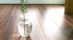 Rosemary Cutting in Water Propagation