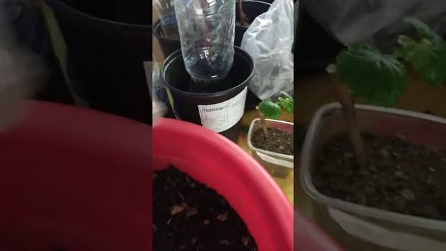 черенки винограда сотр ЧБЗ. через 20 дней укоренения в кокосе. 24.02.2021г. смотреть онлайн