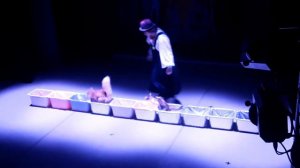 Цирковые кошки Театра Куклачева