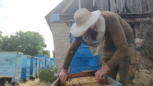 Мёд откачал ПЧЕЛЫ НЕТ куда пропали пчёлы и почему???