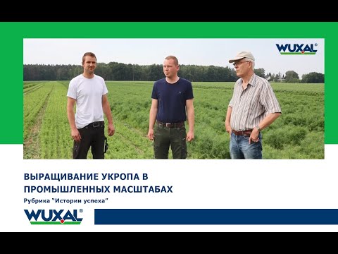 Как вырастить укроп в промышленных масштабах/Выращивание укропа как бизнес