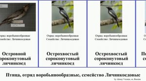 Птица, отряд воробьинообразные, семейство Личинкоедовые сорокопутовый длиннохвостый африканский