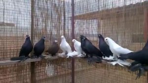 Армавирские короткоклювые бойные голуби (Костя Папандопуло . Афины, Греция )