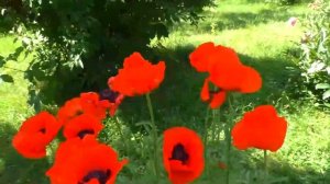 Цветы маки,большие пребольшие 🌺🌺🌺