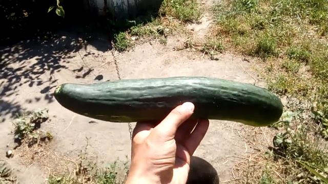 Огурец рекордсмен! Самый большой огурец выращенный в домашних условиях!