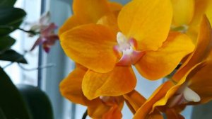 МОИ ТРИ ,ОДНИ ИЗ САМЫХ АРОМАТНЫХ, ОРХИДЕИ! ❣️?❤️???#PHALAENOPSIS #ORHIDS #ORJIDEA#FLOR??❣️❣️❣️?✌️