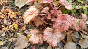 Гейхеры для моего цветника . Новое приобретение .