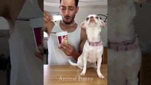 Funny Tiktok Angry Chihuahua Compilations #1 ( mreviatar Tiktok )