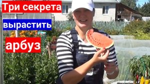Не растут арбузы - научим с нуля. Три секрета выращивания арбузов в теплице.
