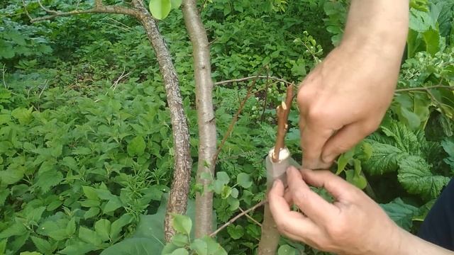 Прививка за кору, оптимальный срок. смотреть онлайн