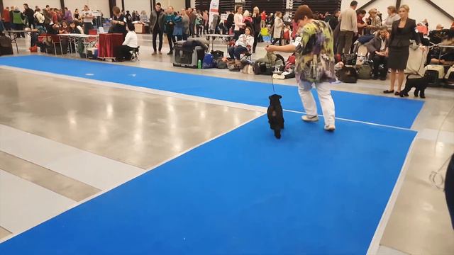 IDS Nevskiy Winner 16/12/2018 Saint Peterburg Zwergschnauzer BLACK смотреть онлайн