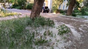Тополиный пух жара июнь