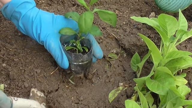 Выращивание флоксов (Часть 2)