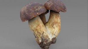 Imleria Badia or Polish mushroom